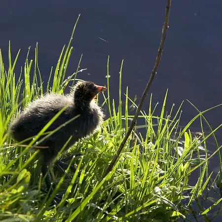Hotel Ibis Centre Filature 3*