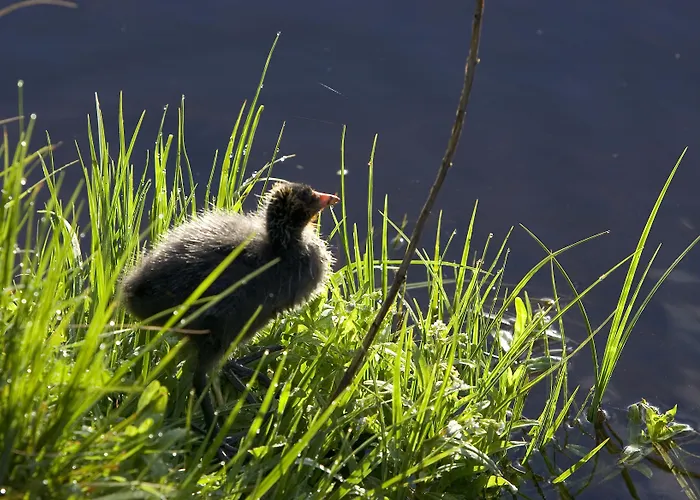 Hotel Ibis Centre Filature 3*